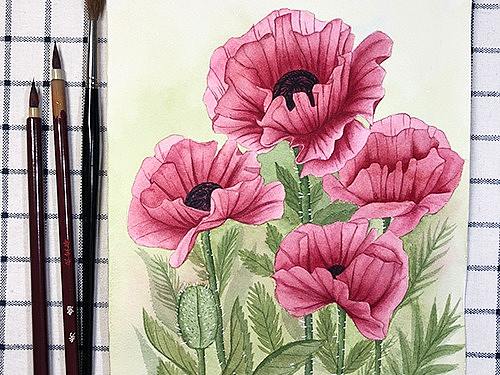 水彩画-手绘罂粟花