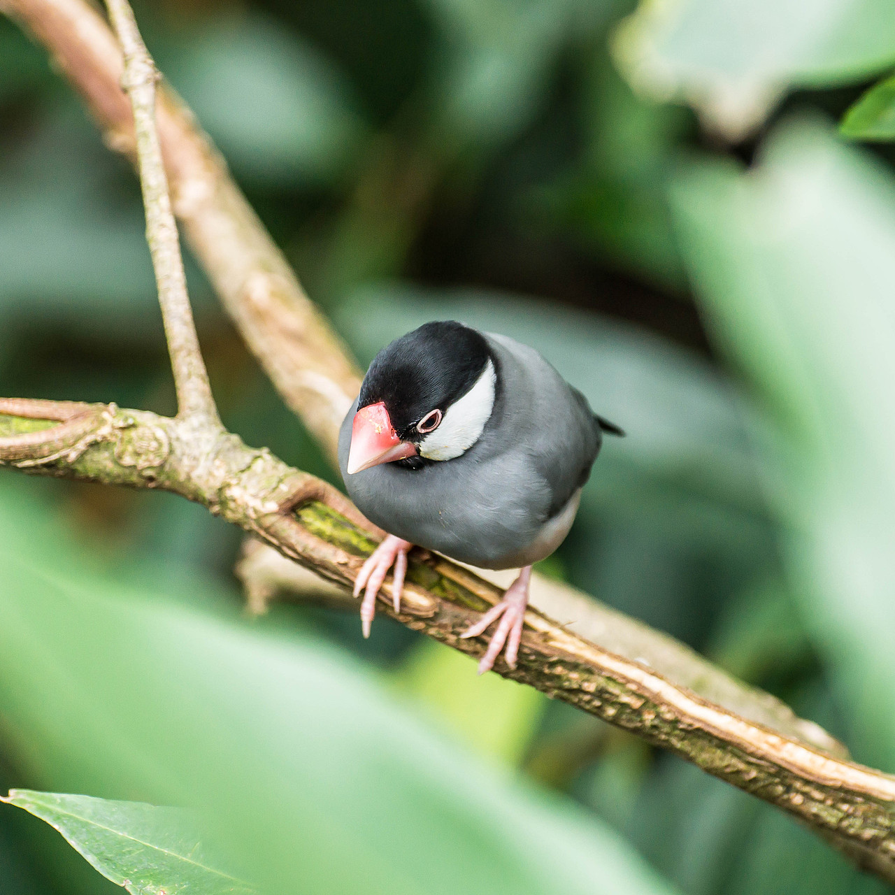 闹市中,有一片动植物的天堂