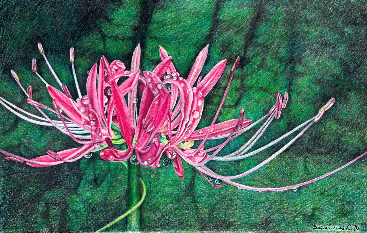 举报收藏分享原创作品纯艺术绘画彼岸花彩铅画曼珠沙华艺术原创彩铅