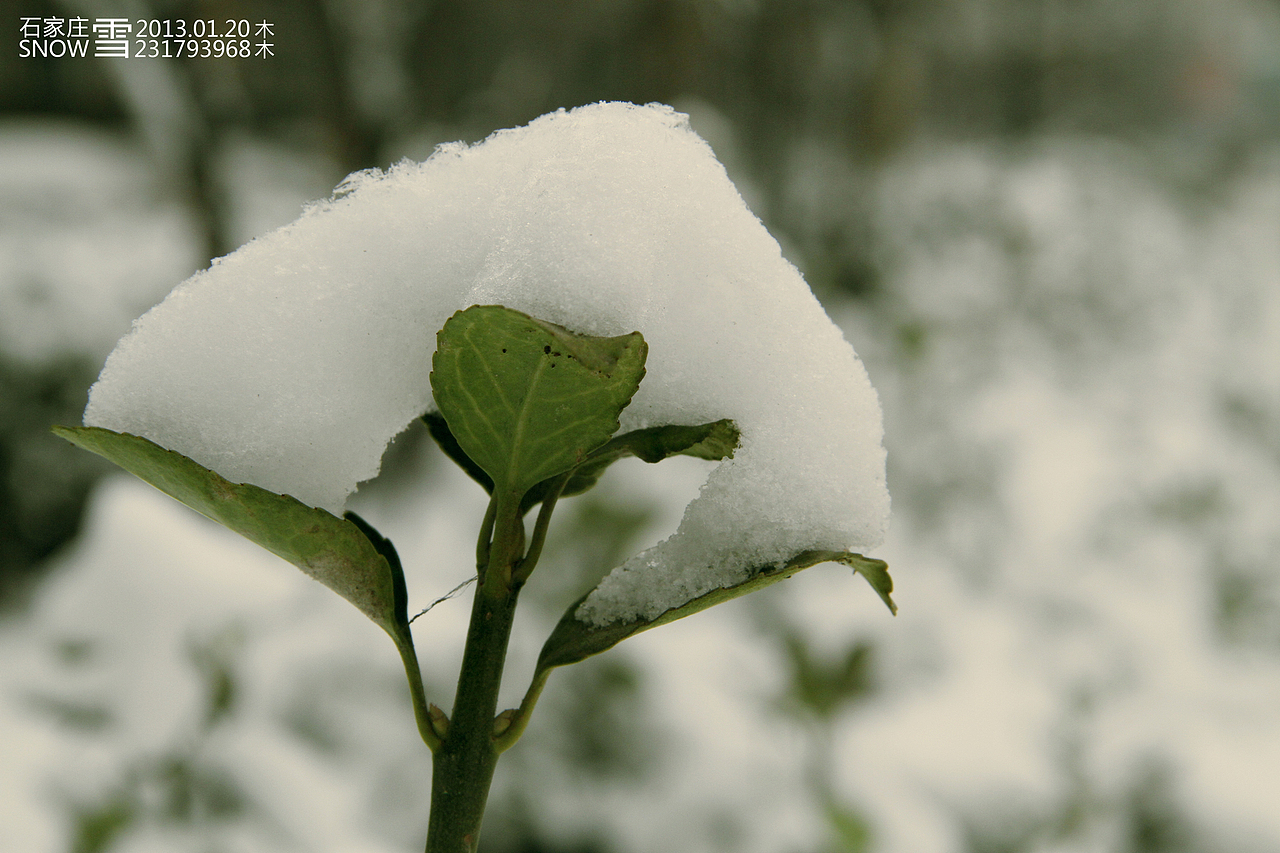 2013-01-20-石家庄-雪--2