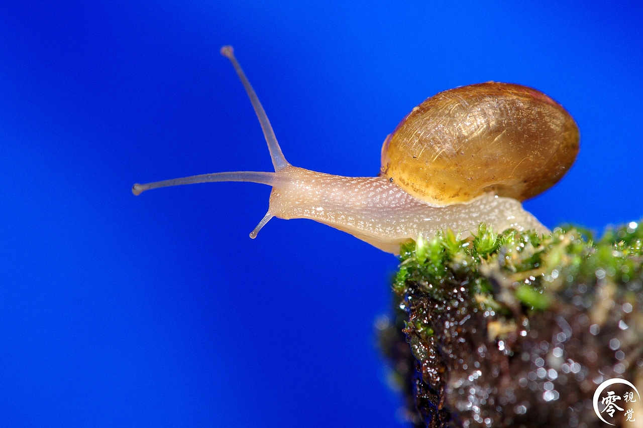 动物世界（图ZNDA1MDgyNDQ=） - 宠物摄影 - 站酷设计师零视觉创意原创素材 - 站酷ZCOOL