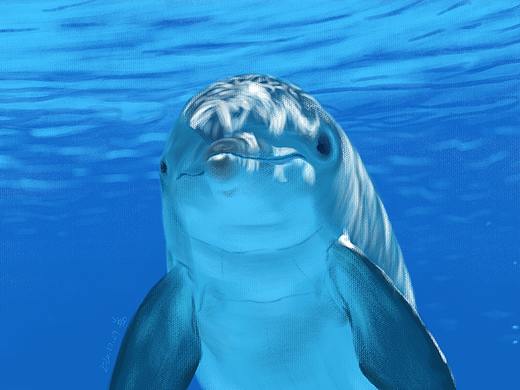 海豚插画