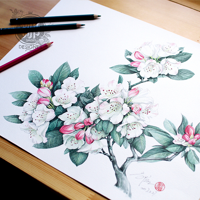 杜鹃花系列——变色杜鹃(图ZNzc5ODk3NDg=) - 商业插画 - 站酷设计师鄒慶原创素材 - 站酷ZCOOL