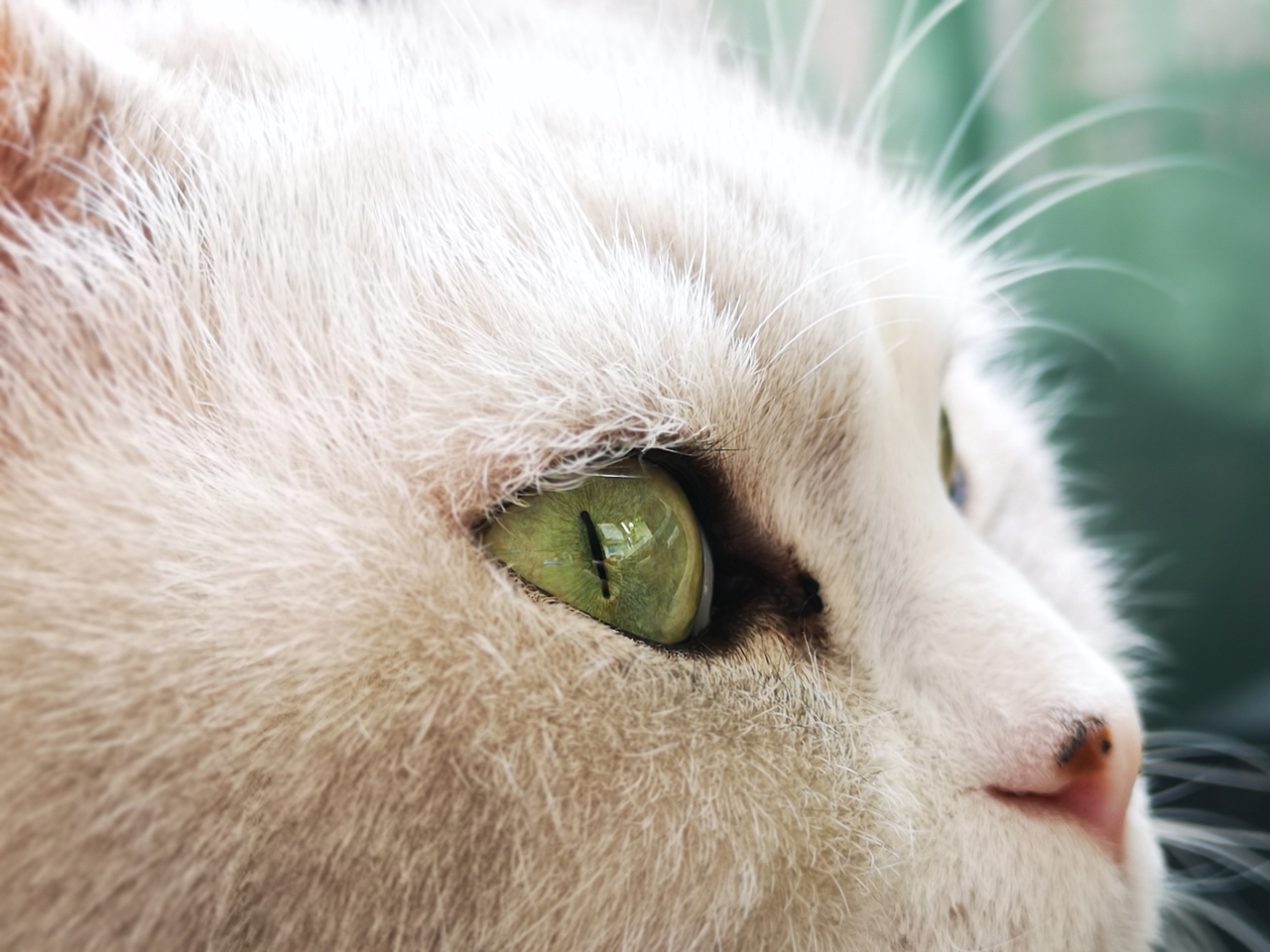 很早之前拍的猫咪（图ZMTkwNzM1NDI0） - 宠物摄影 - 站酷设计师翻滚的西红柿原创素材 - 站酷ZCOOL