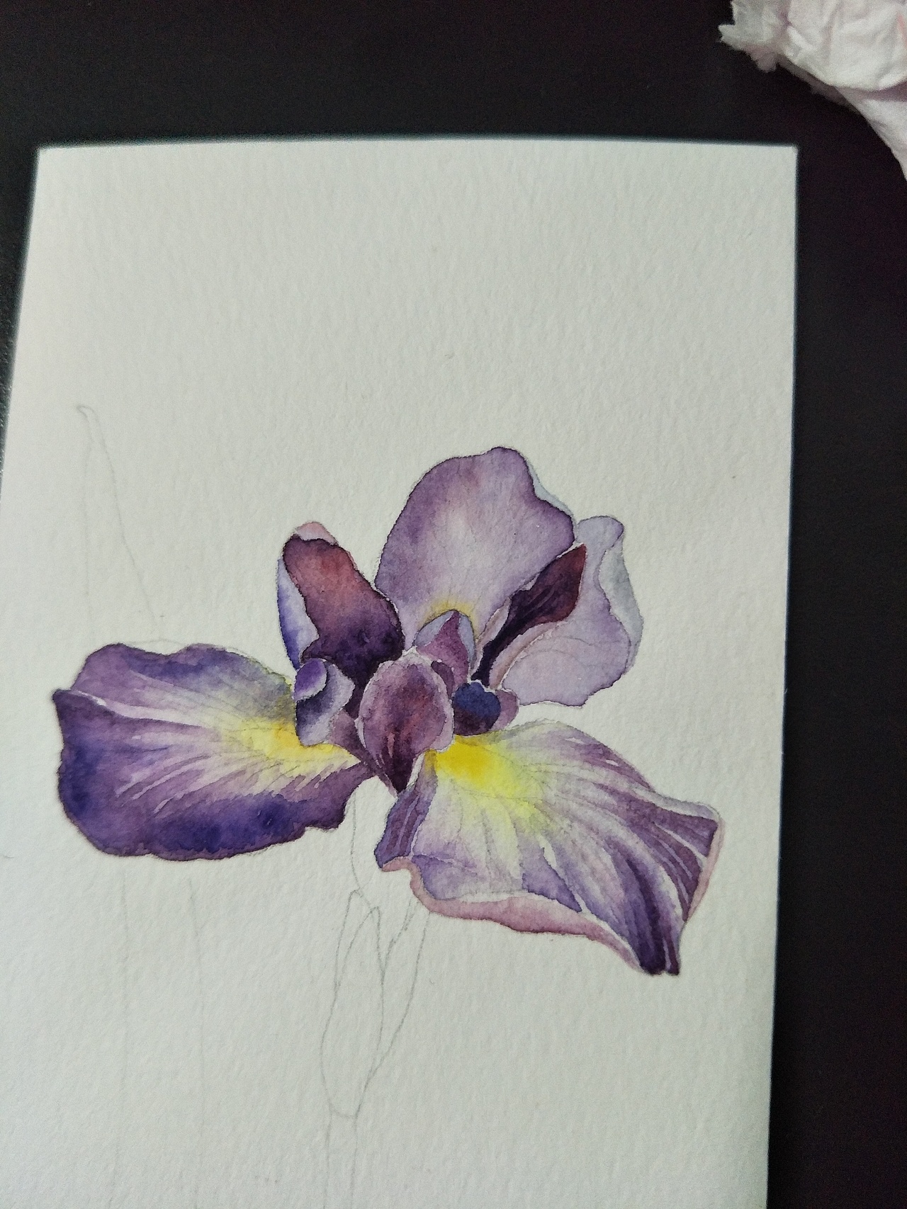 水彩画 书签一枚 鸢尾花◢紫（图ZODM5MDQzOTY=） - 绘画 - 站酷设计师zjduoer原创素材 - 站酷ZCOOL