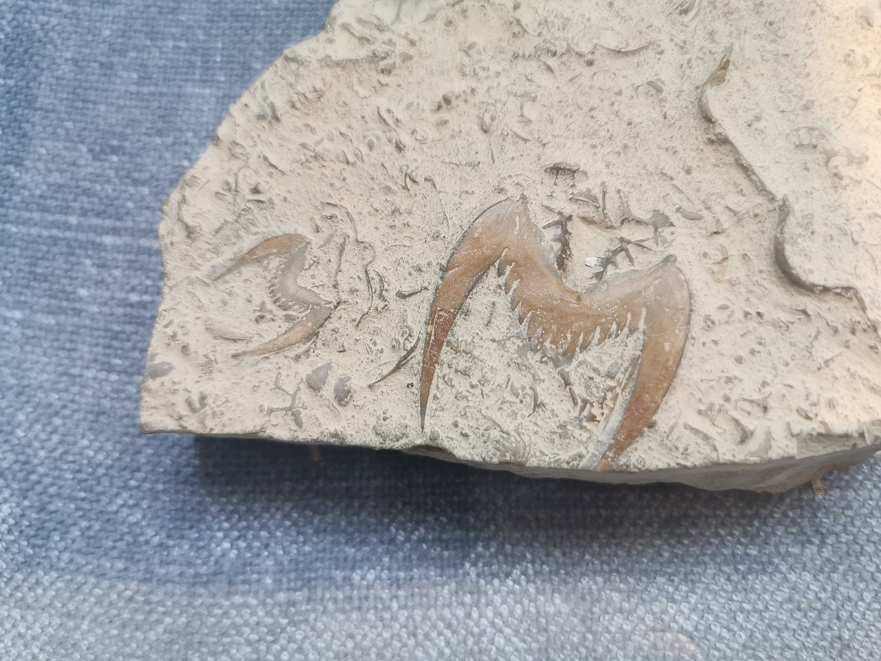 古生物系列-璞氏蝙蝠虫