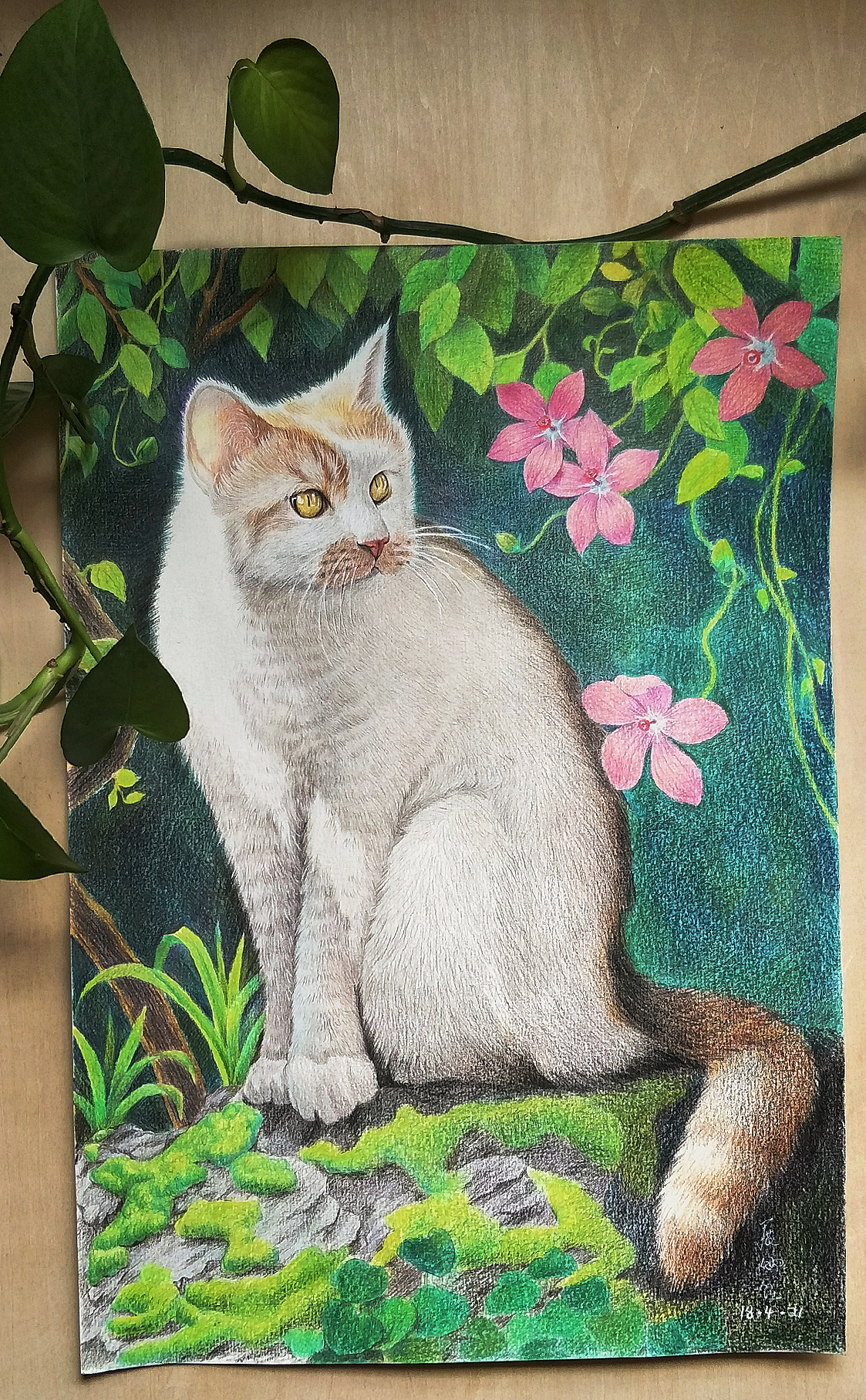 彩铅猫咪|纯艺术|绘画|展胖胖_原创作品-站酷(zcool)