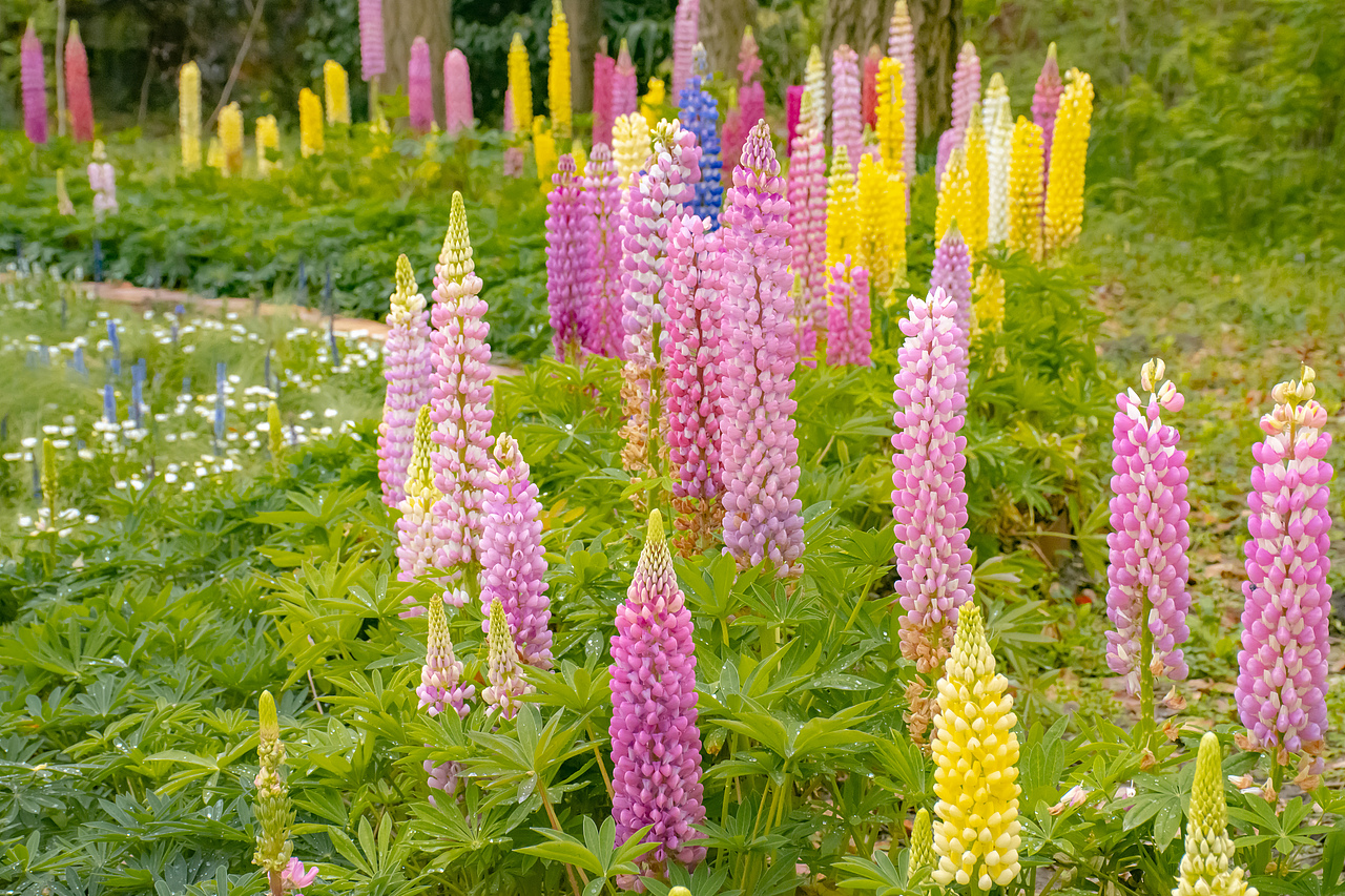 疫情下的植物园