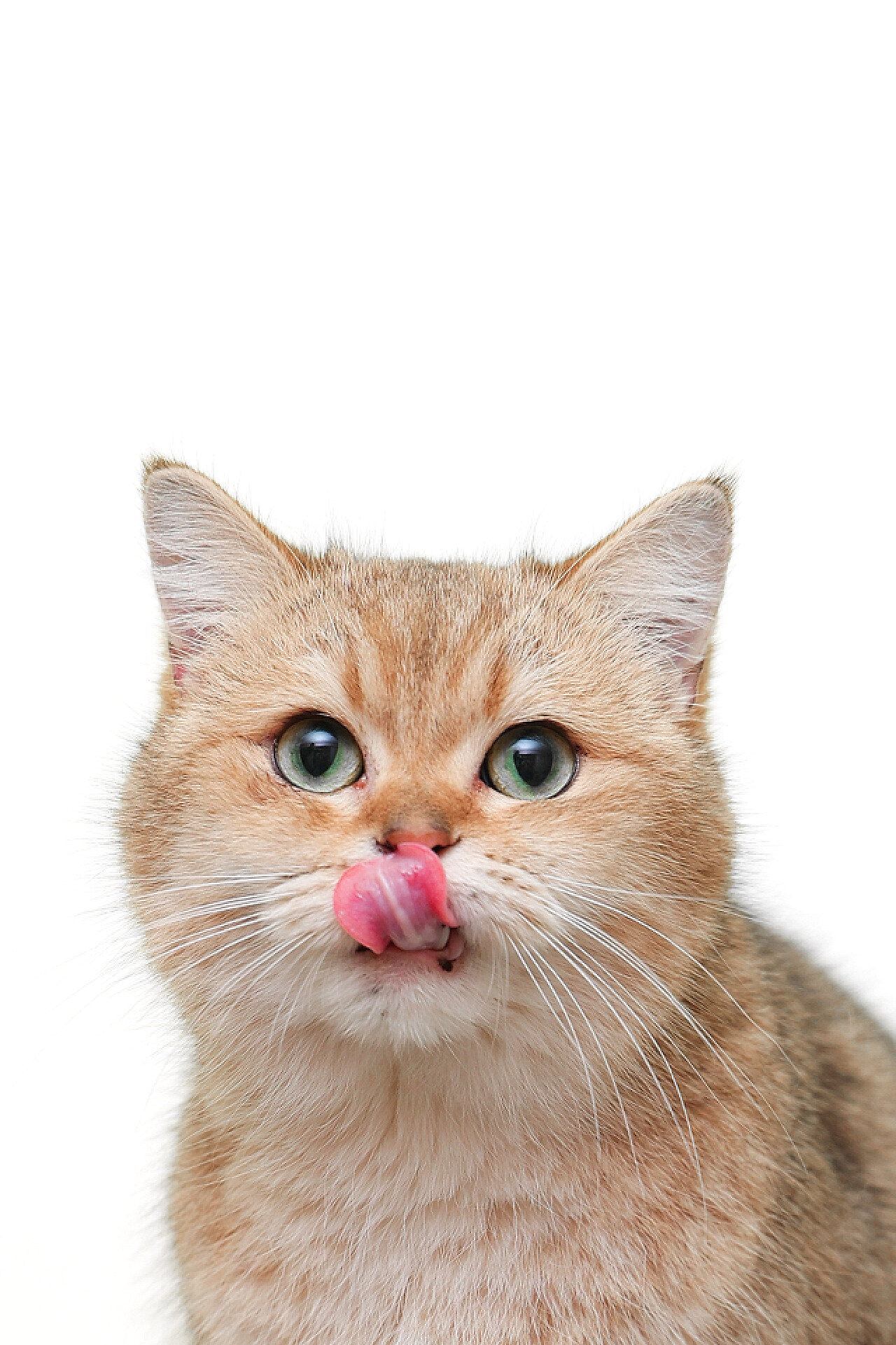 宠物世家-舔舌头的猫咪_素材公社