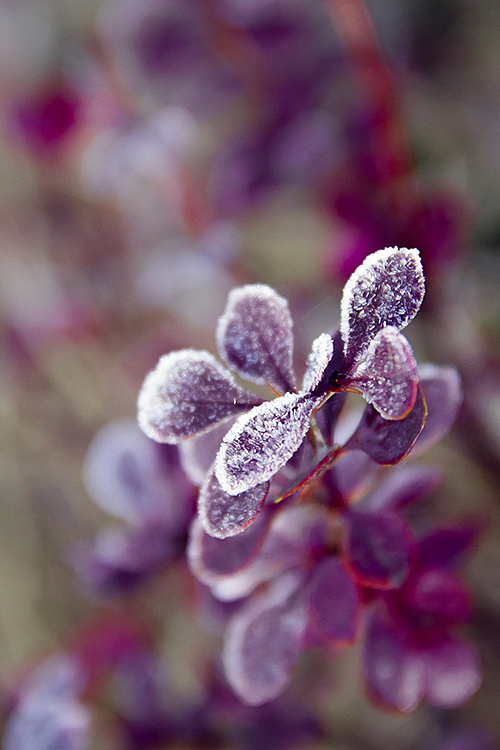 2013-12-01-老家晏城(第二弹)