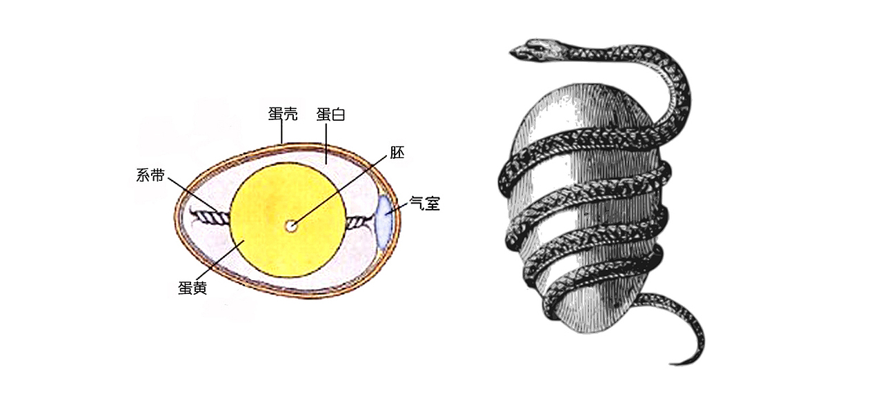 这就是世界之蛋,气室---气,蛋黄----火,蛋清