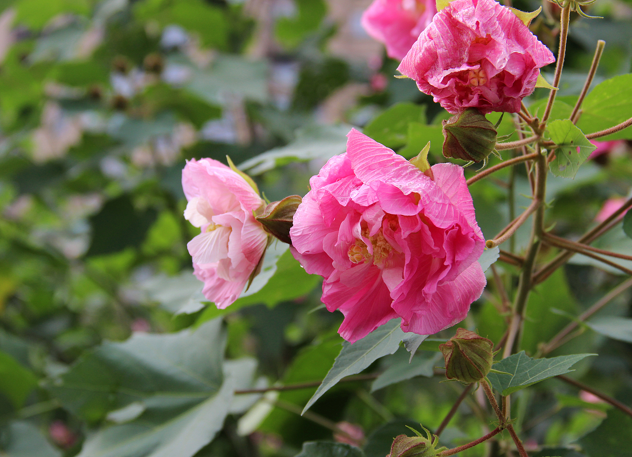 木芙蓉(hibiscus mutabilis linn.)又名芙蓉花