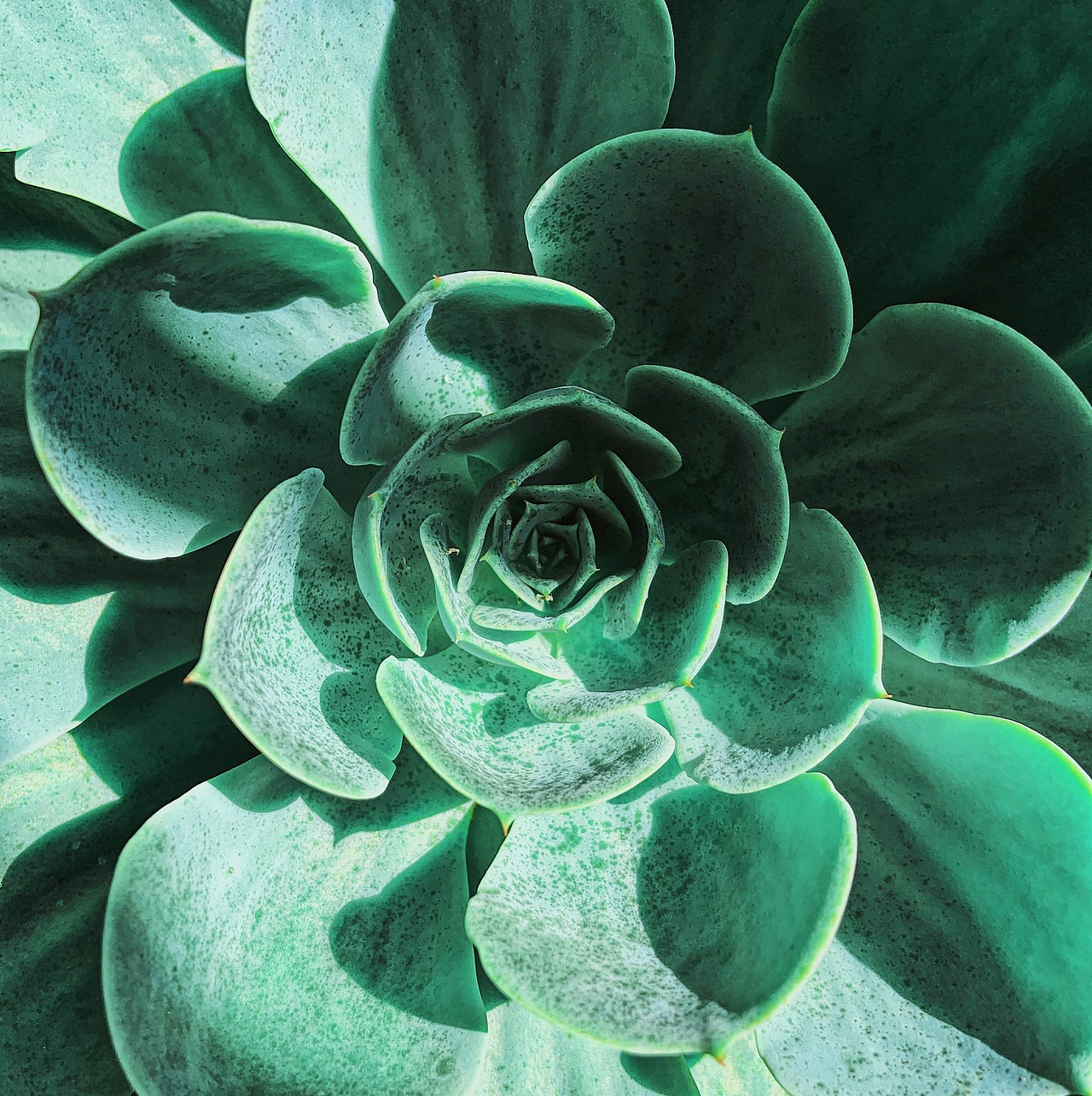 走过6月*手机摄影