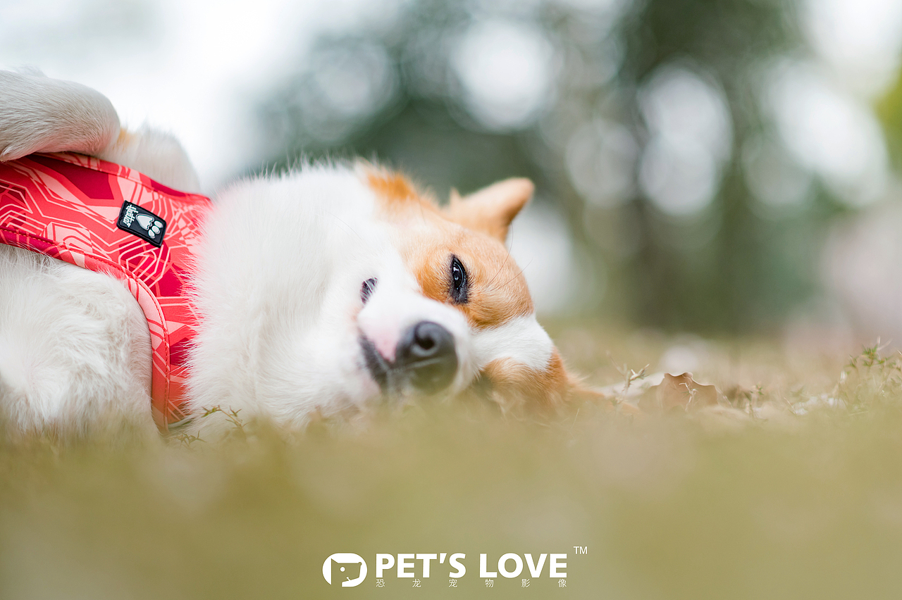 【恐龙】宠物摄影上海站-柯基麻将