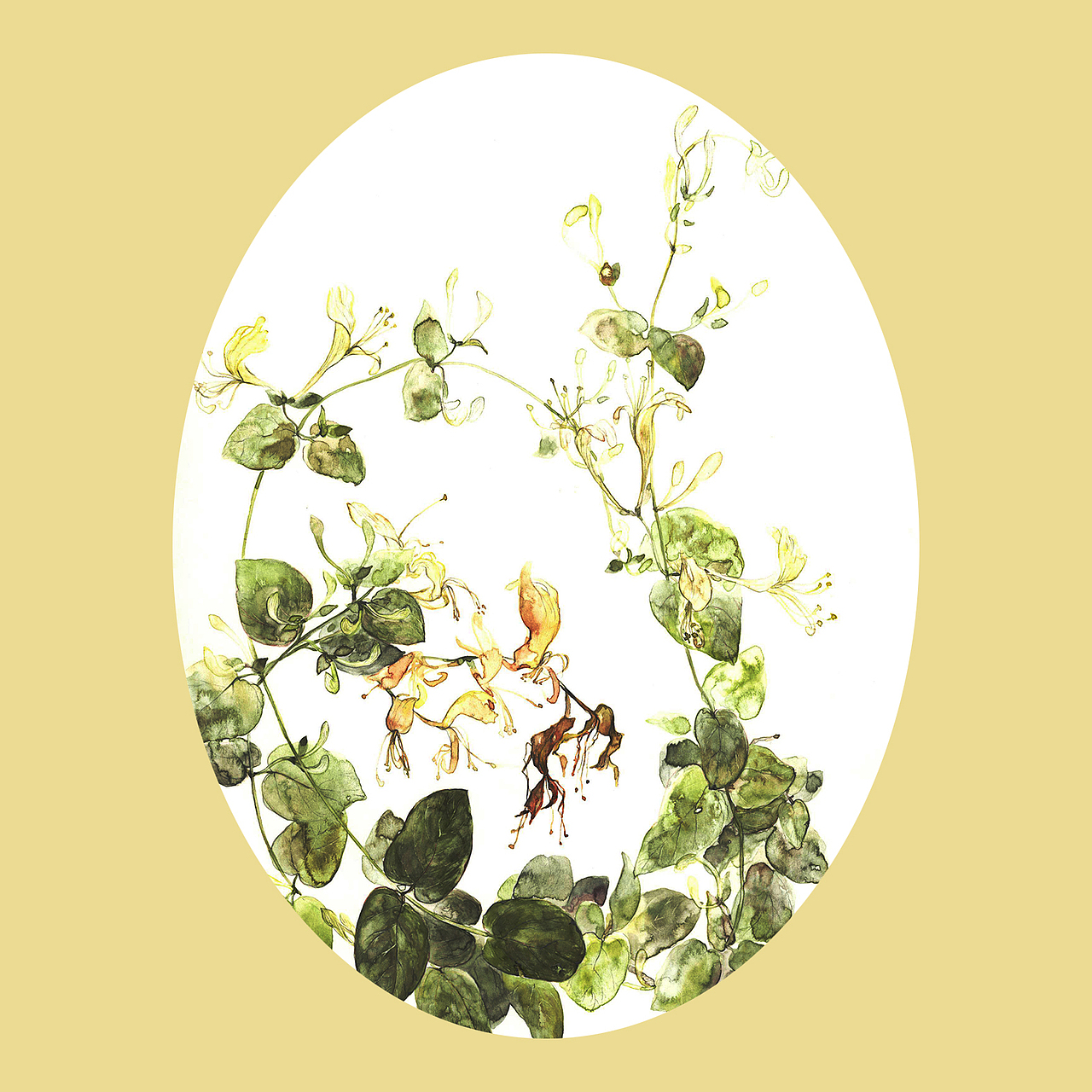 植物生长——金银花（图ZMTAxNDE5MDQ4） - 创作习作 - 站酷设计师77糖小逗原创素材 - 站酷ZCOOL