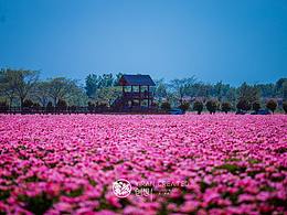 亳州芍药花海