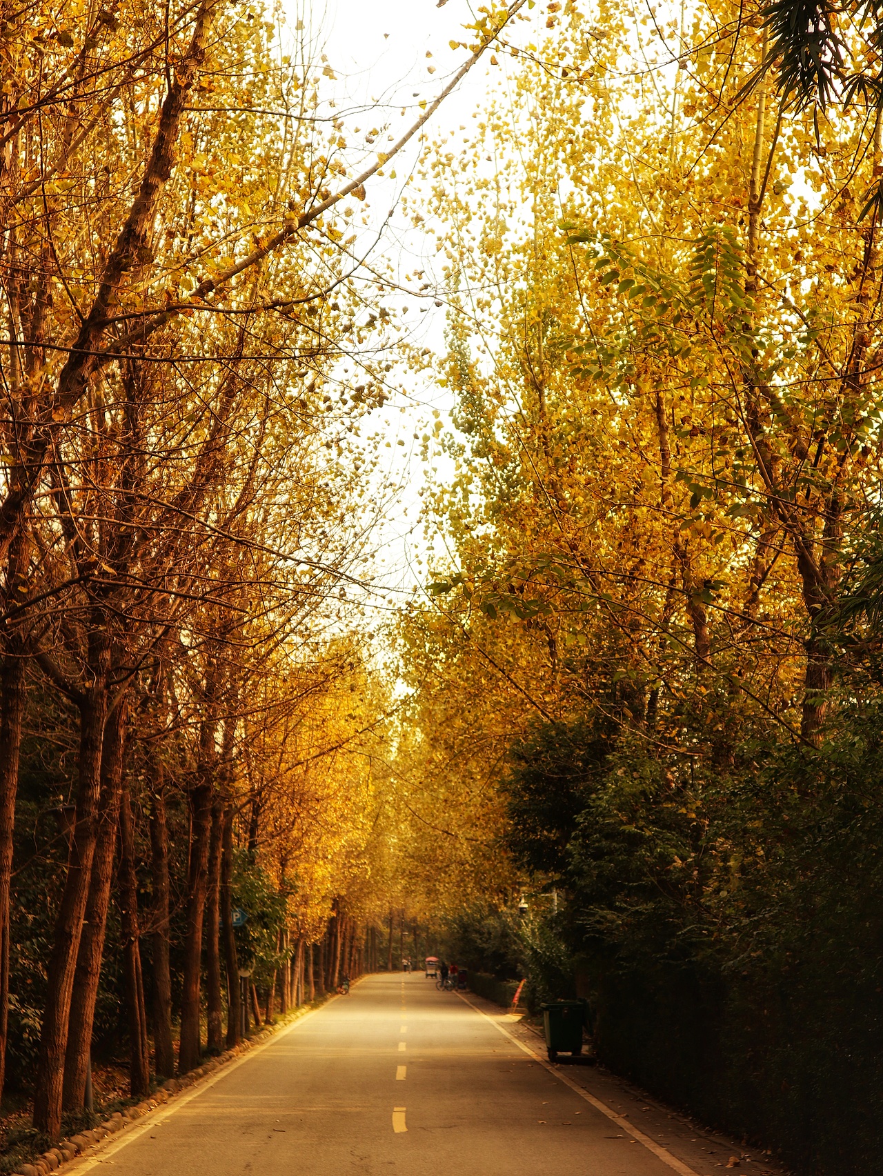 秋（图ZMTYyNzc1ODQ4） - 风光摄影 - 站酷设计师江DADA原创素材 - 站酷ZCOOL