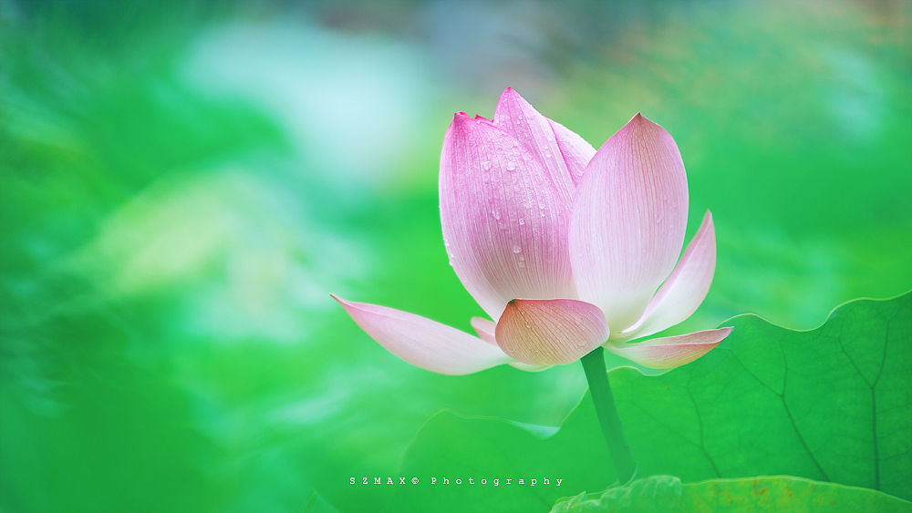 清芳如荷（图ZMTAwNTc4NjA=） - 风光摄影 - 站酷设计师不迹的风原创素材 - 站酷ZCOOL