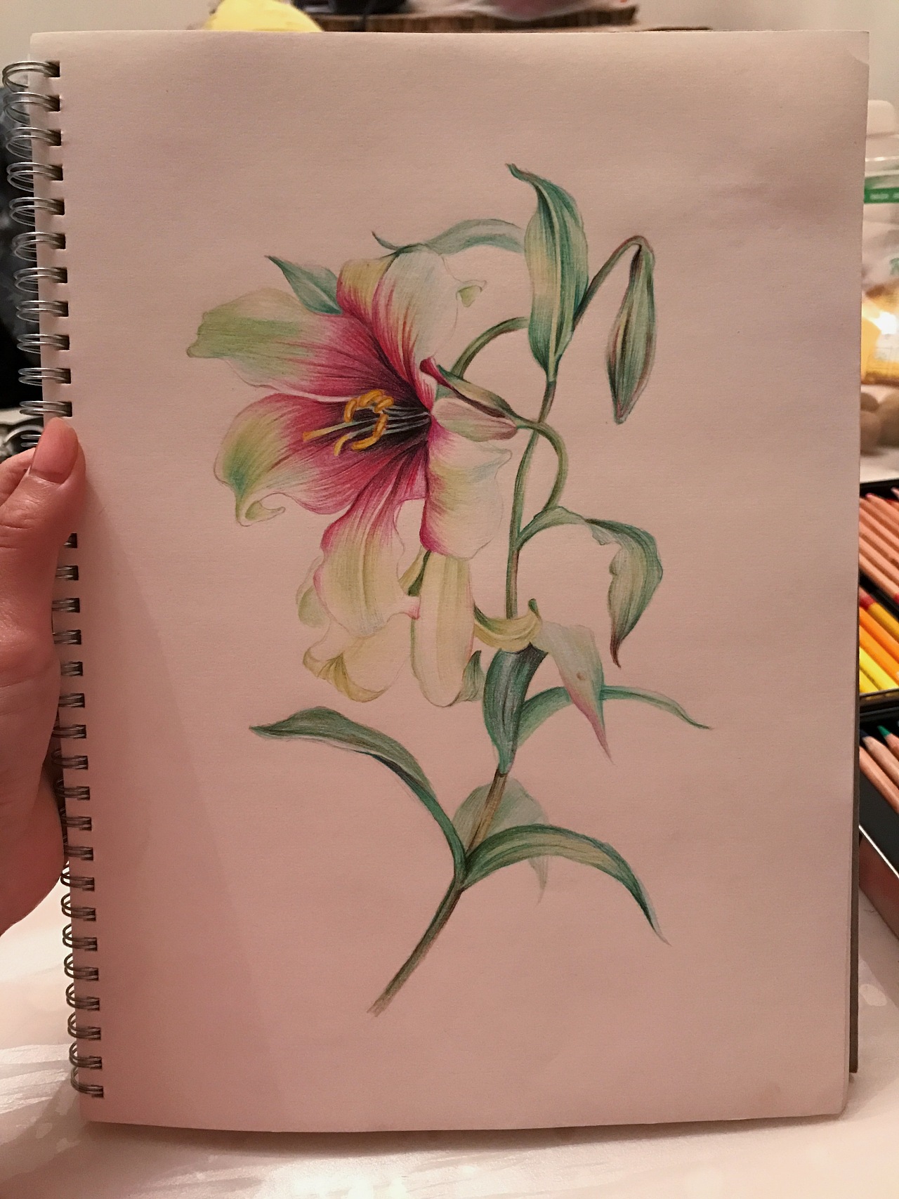 手绘彩铅插画 百合