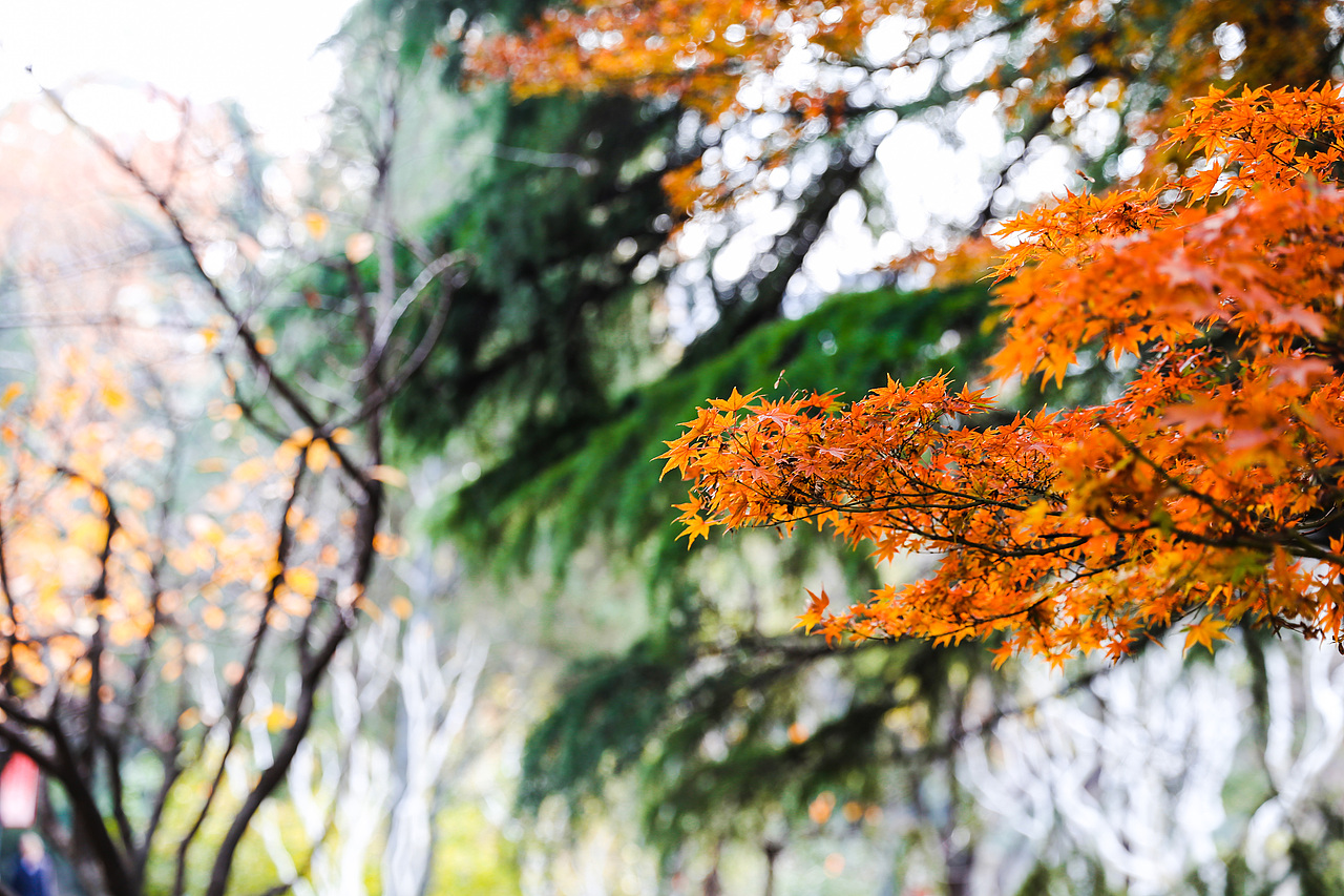 济南（图ZMTkxMTU1ODYw） - 风光摄影 - 站酷设计师非鱼子鹿原创素材 - 站酷ZCOOL