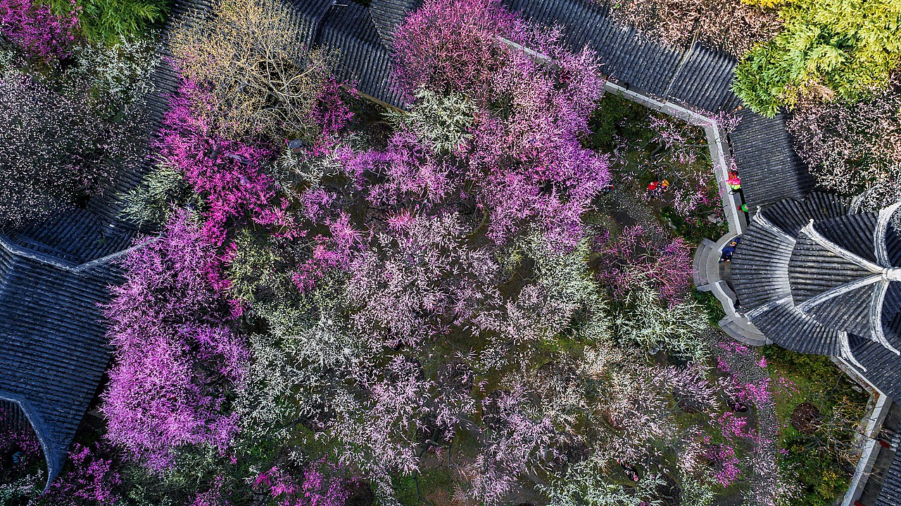 航拍-如烟花般绽放的梅花