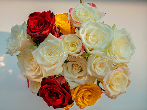 玫瑰（個人主頁-ZNjE1MzExOTI=） - 時尚/藝術(shù)攝影 - 站酷設(shè)計師拾光者Orince原創(chuàng)素材 - 站酷ZCOOL