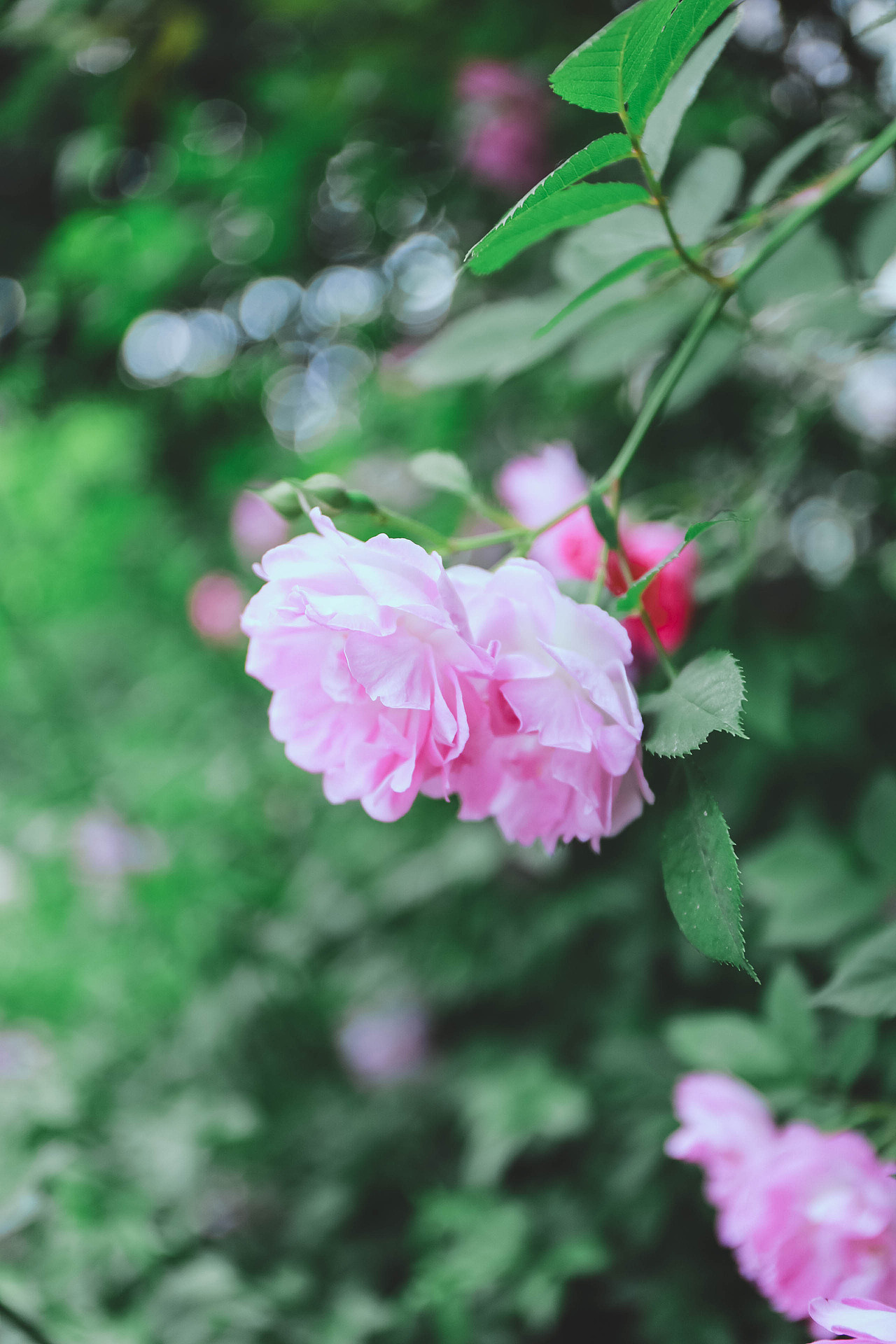 盼夏（图ZMTU2MDkxMTc2） - 风光摄影 - 站酷设计师阿双爱拍照原创素材 - 站酷ZCOOL