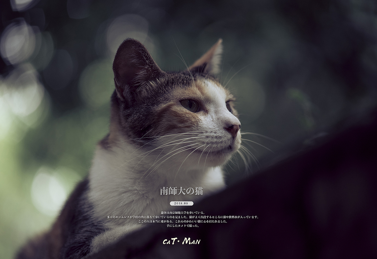 南师大的猫
