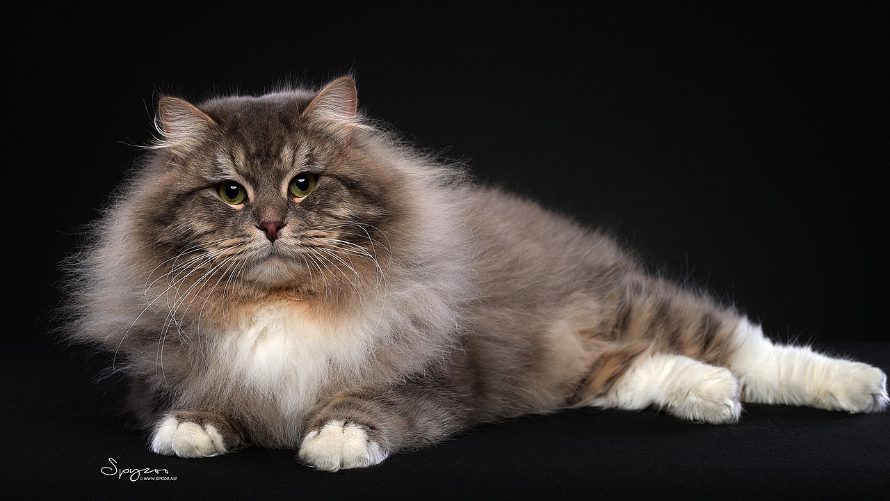 西森（图ZMTEyMDcyNjAw） - 宠物摄影 - 站酷设计师spyzoo原创素材 - 站酷ZCOOL