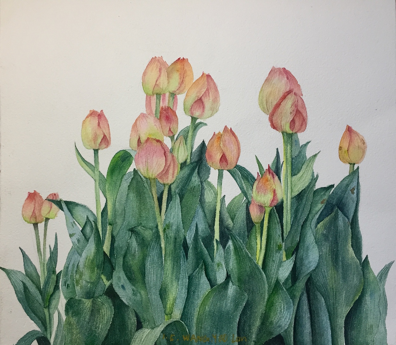 水彩-如花般生长