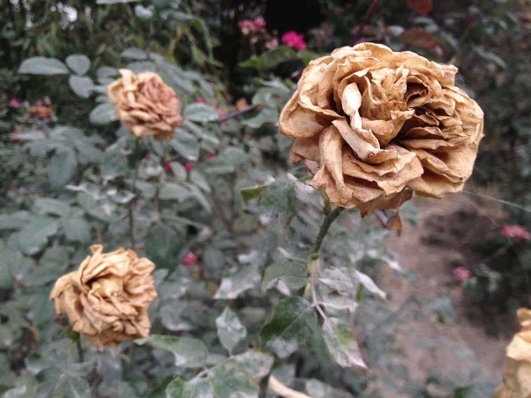 自然的韵律（图ZMzY2ODMxOTY=） - 其他摄影 - 站酷设计师249043487原创素材 - 站酷ZCOOL