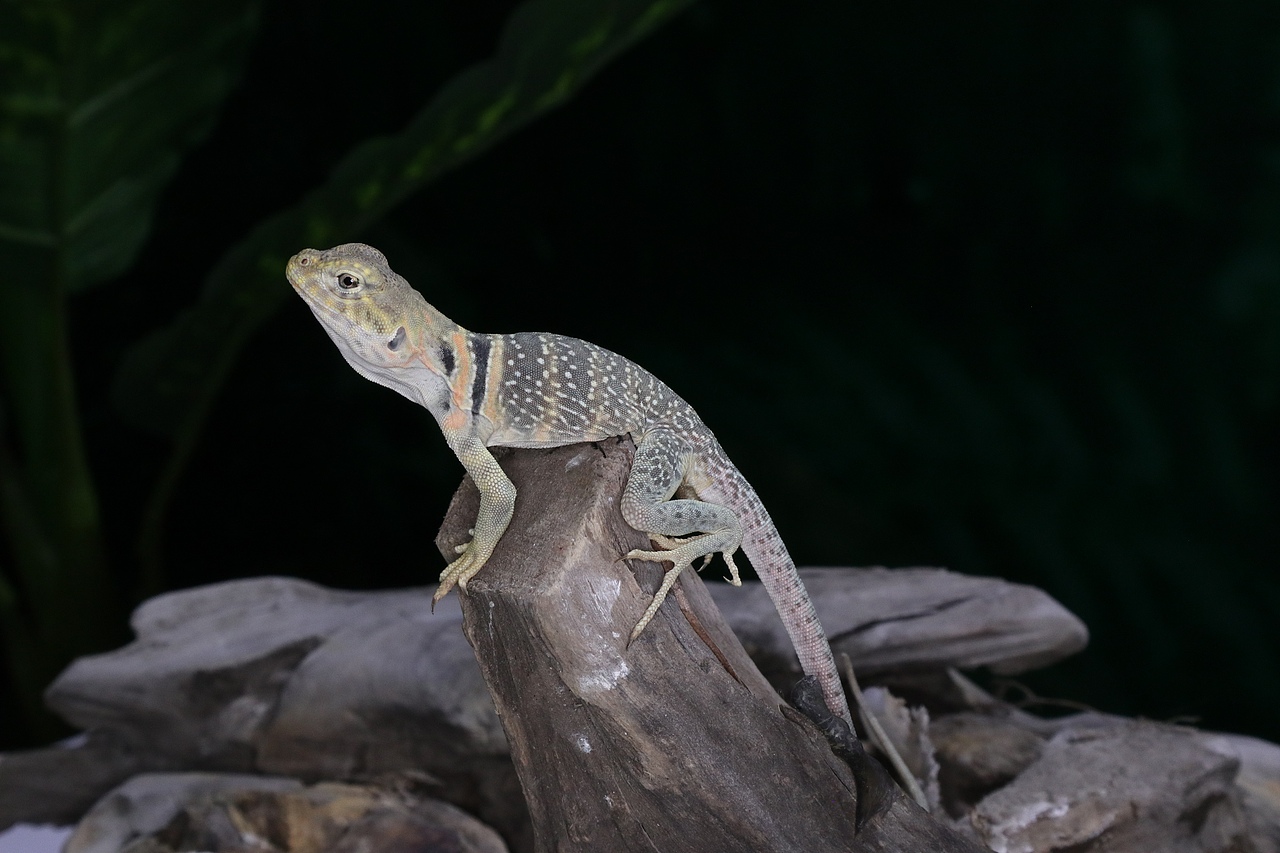 昆虫爬行动物近距离摄影
