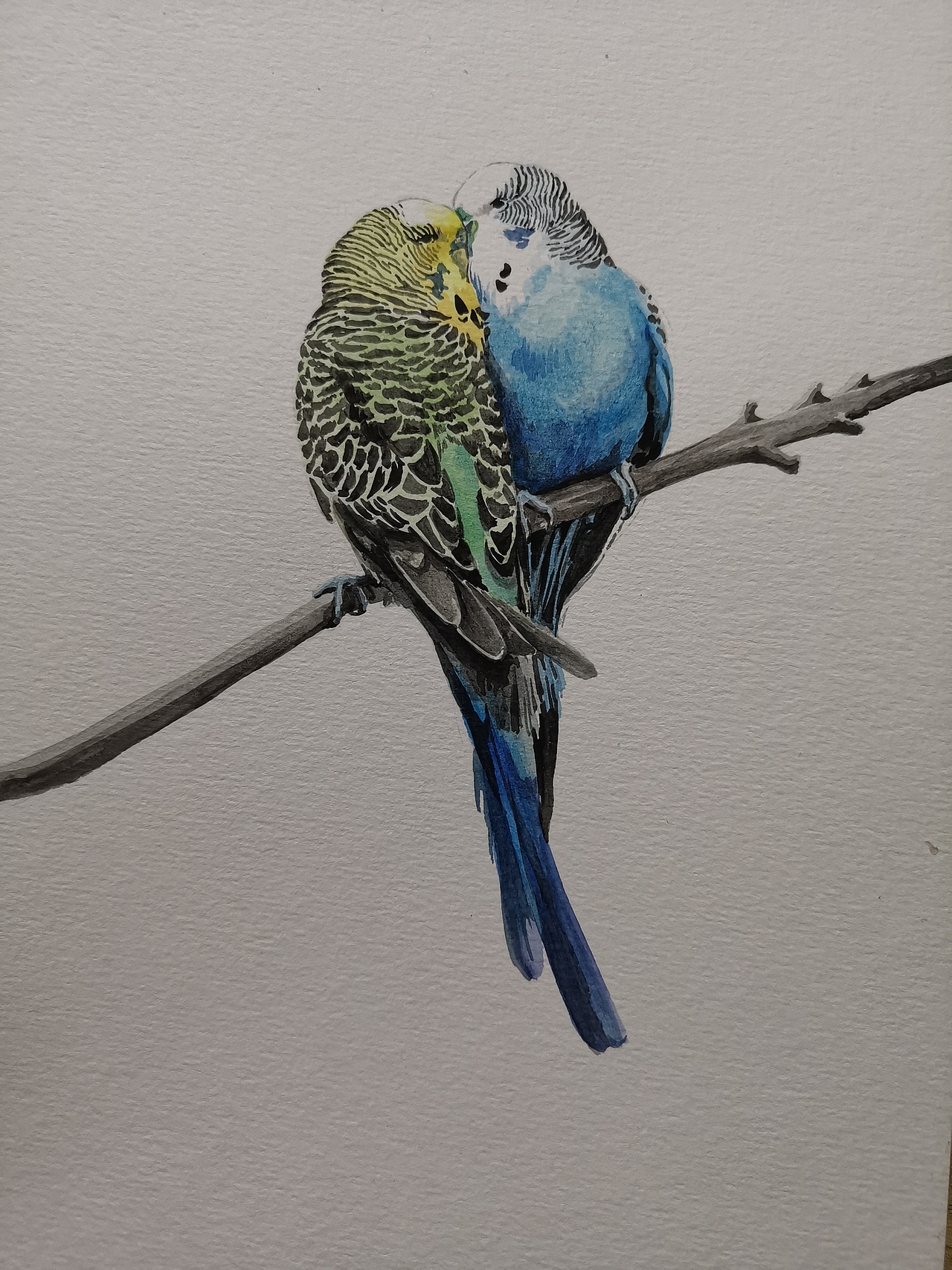 2021水彩萌宠肖像画系列 の 《虎皮鹦鹉组图②》_阿拆2023-站酷zcool