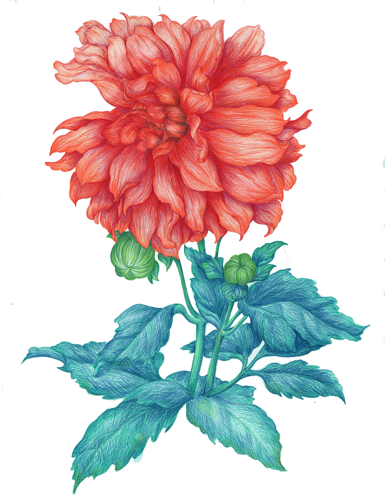 大丽花（图ZMjMwNzkwMDk2） - 绘画 - 站酷设计师丑瓶瓶原创素材 - 站酷ZCOOL