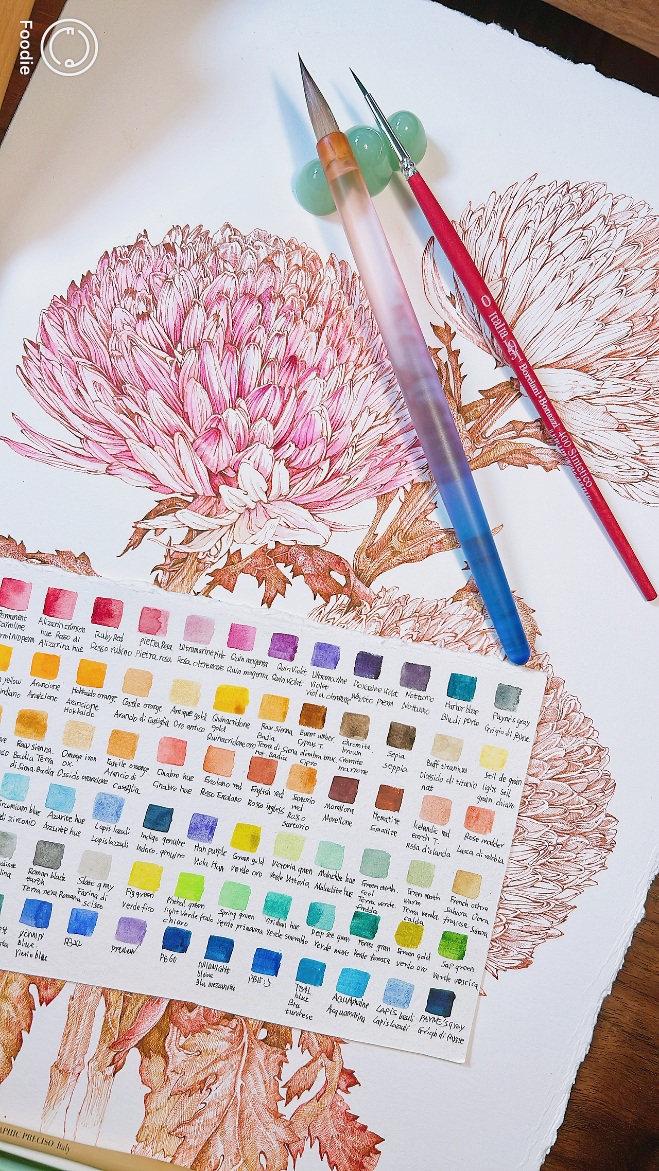 蘸水笔针管笔｜牡丹菊（吸色）