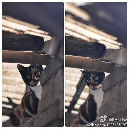 #晒喵季#我很想念你们。（图ZMjU3MDUzNDA=） - 宠物摄影 - 站酷设计师link55941793原创素材 - 站酷ZCOOL