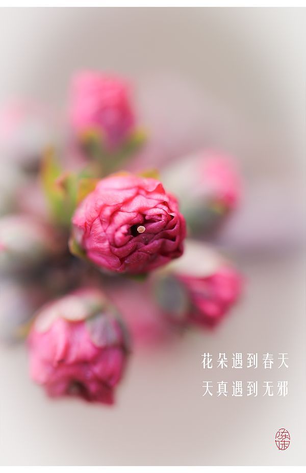 花朵遇到春天（图ZMzM0ODI1NjM2） - 风光摄影 - 站酷设计师木林森15原创素材 - 站酷ZCOOL