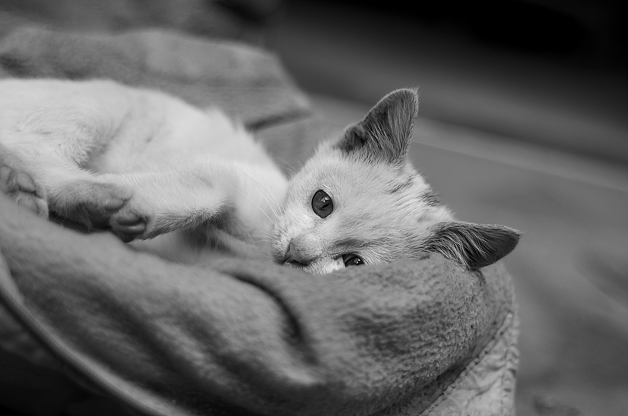 来自乡下的文艺——猫姐(>^ω^<)!!