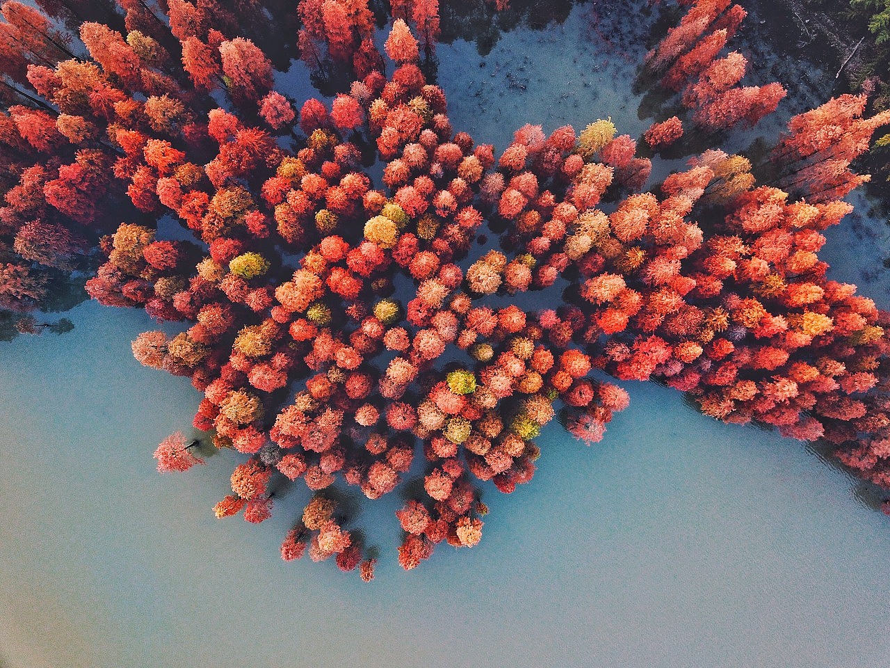 深秋时节,飞越上空,靠近湖边的水中池杉。