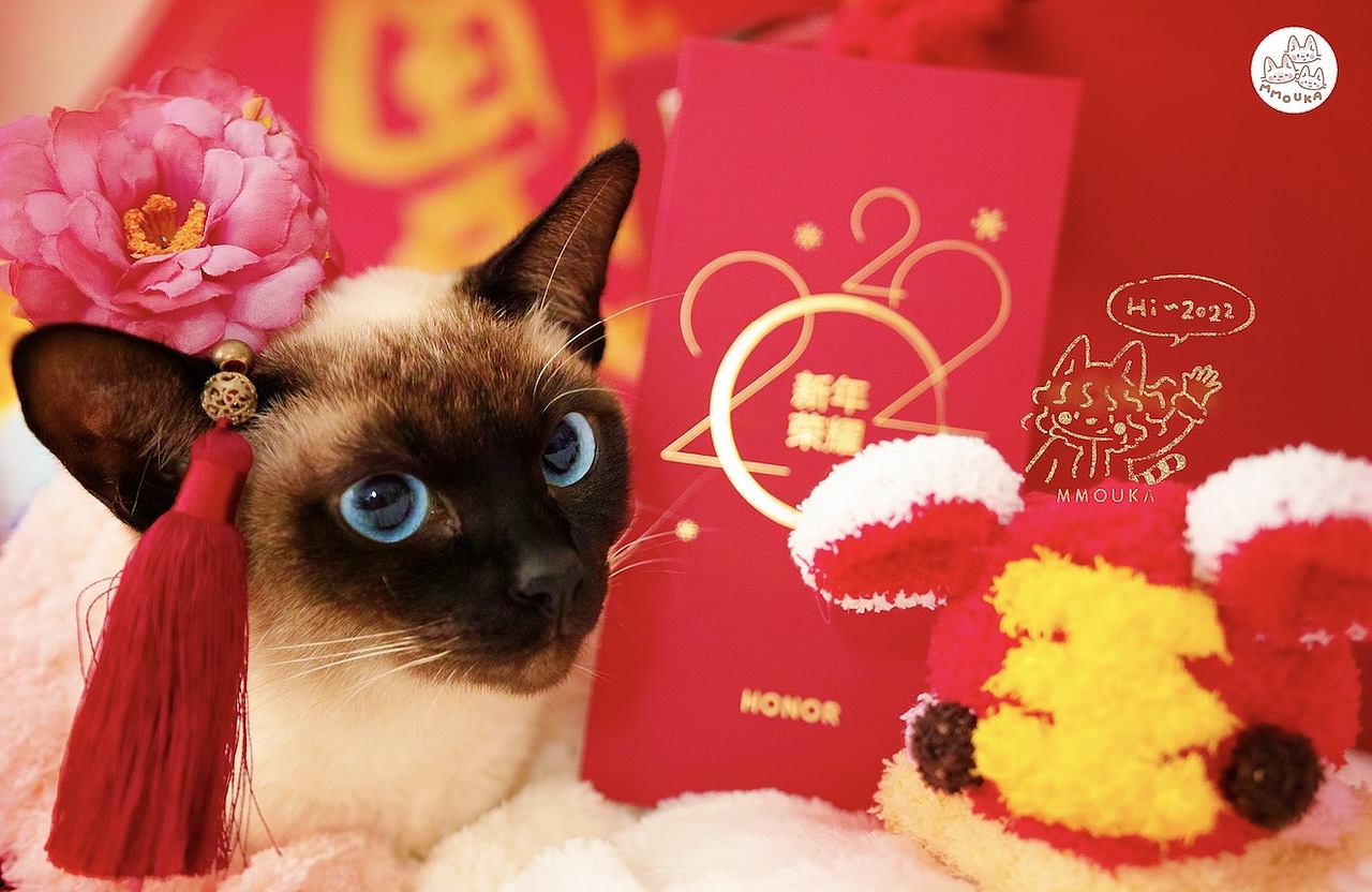 【新年快乐】傻猫们祝大家新年快乐恭喜发大财~