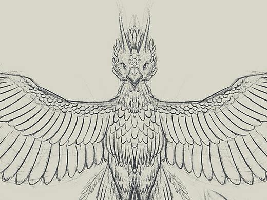 凤凰-手绘插画 部分临摹