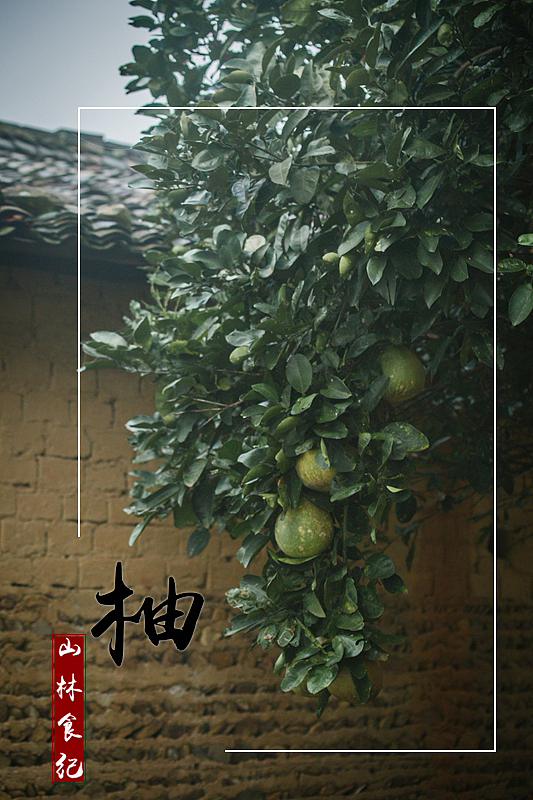 植物图鉴（三）│ 桃李春风一杯酒 江湖夜雨十年灯（图ZMTUwMDE3ODk2） - 产品摄影 - 站酷设计师山林纪原创素材 - 站酷ZCOOL