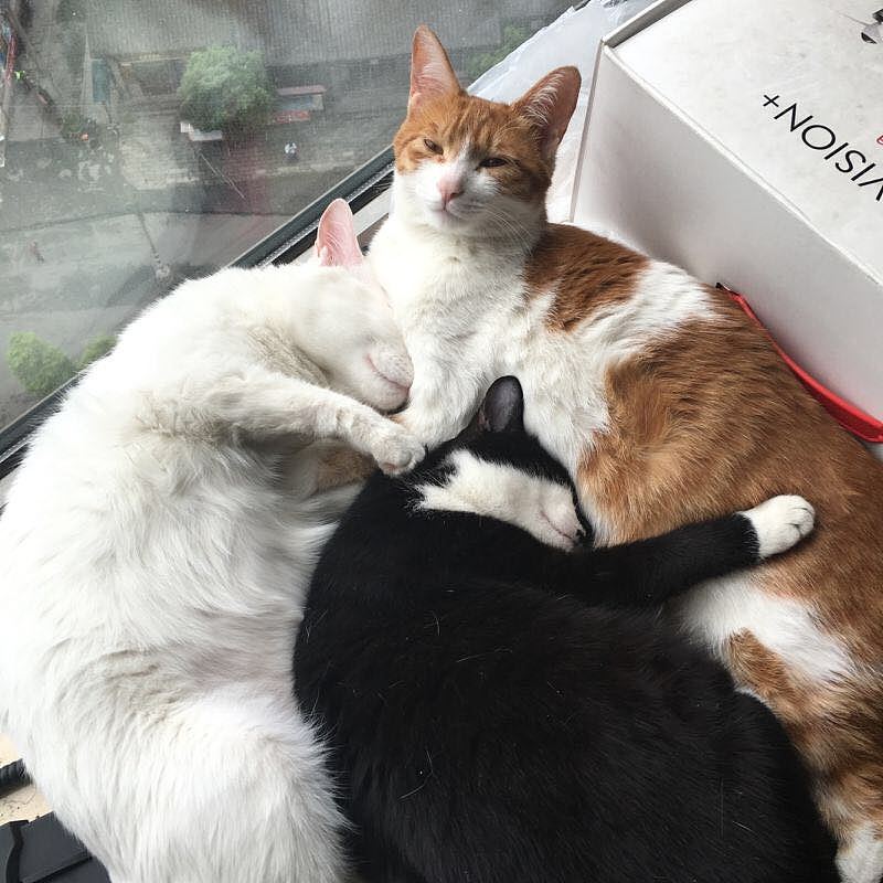 呆梨披萨的三只猫大爷