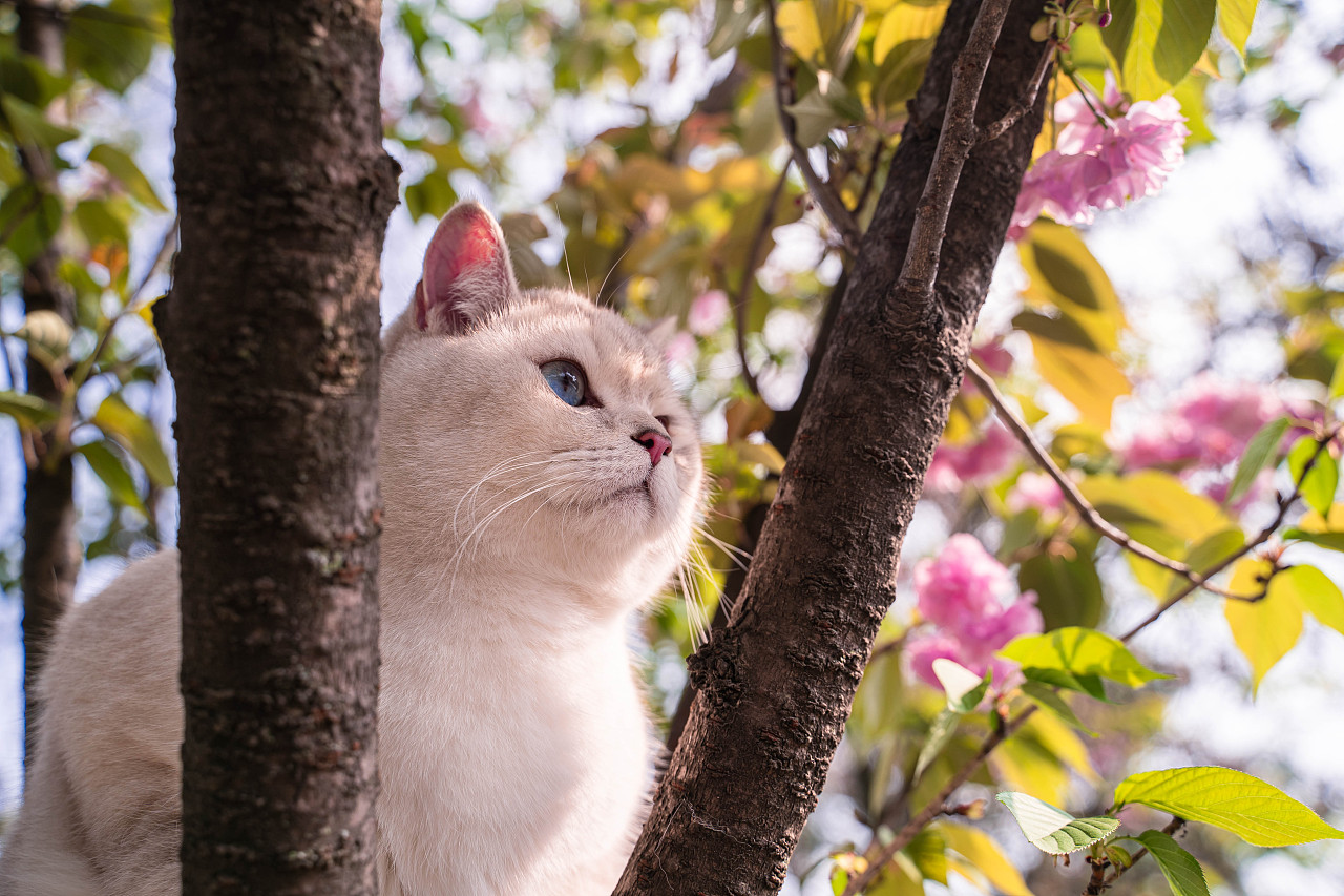 猫面桃花相印红