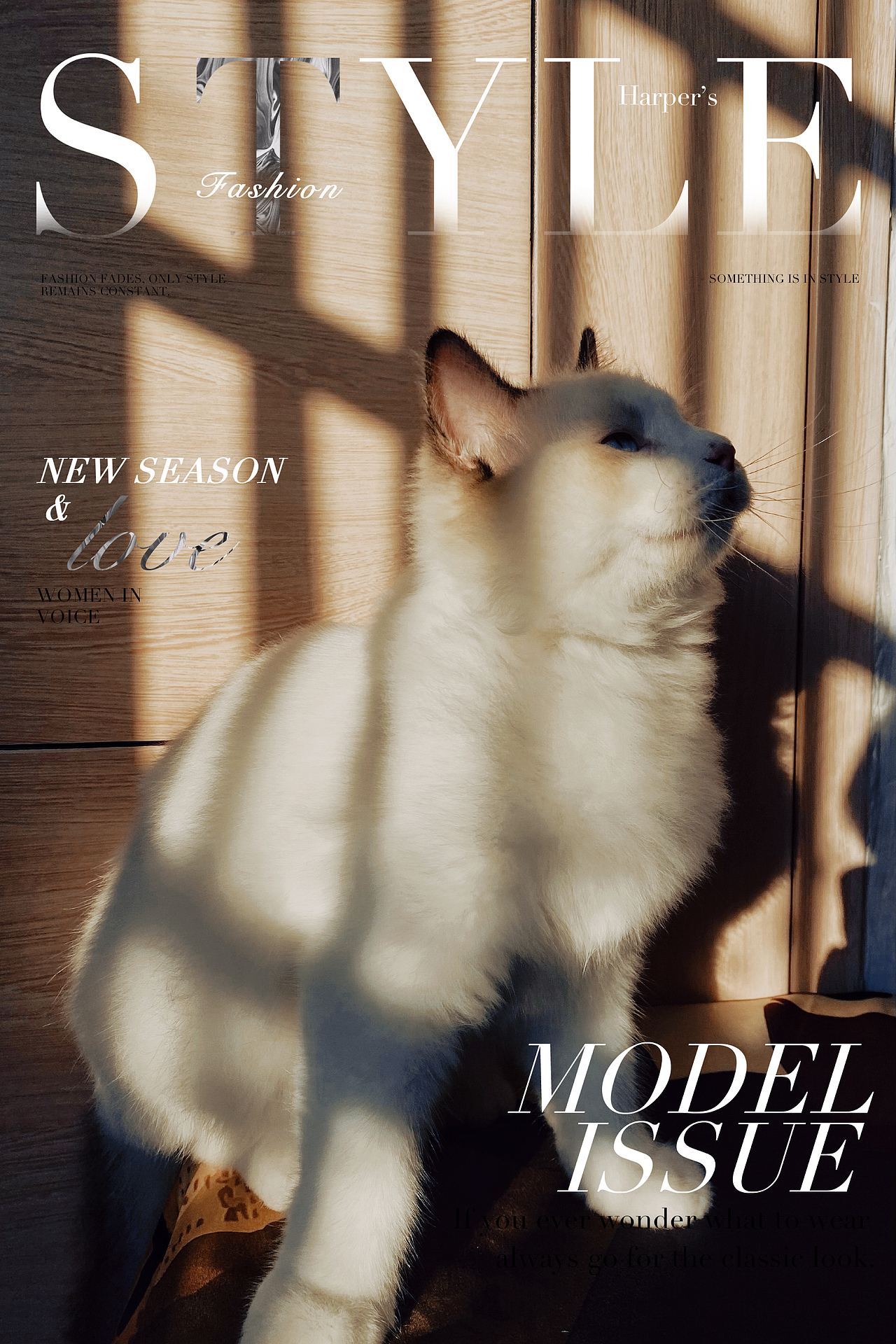 陽光??下的洞洞寫真照（圖ZMjY0MjU1NTY0） - 寵物攝影 - 站酷設(shè)計師小讓讓原創(chuàng)素材 - 站酷ZCOOL