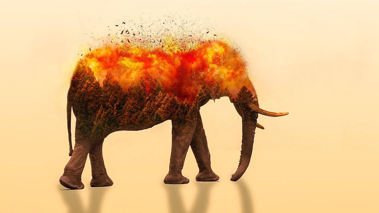 环境保护之大象篇