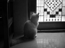 生活记录 / 多愁善感的猫儿