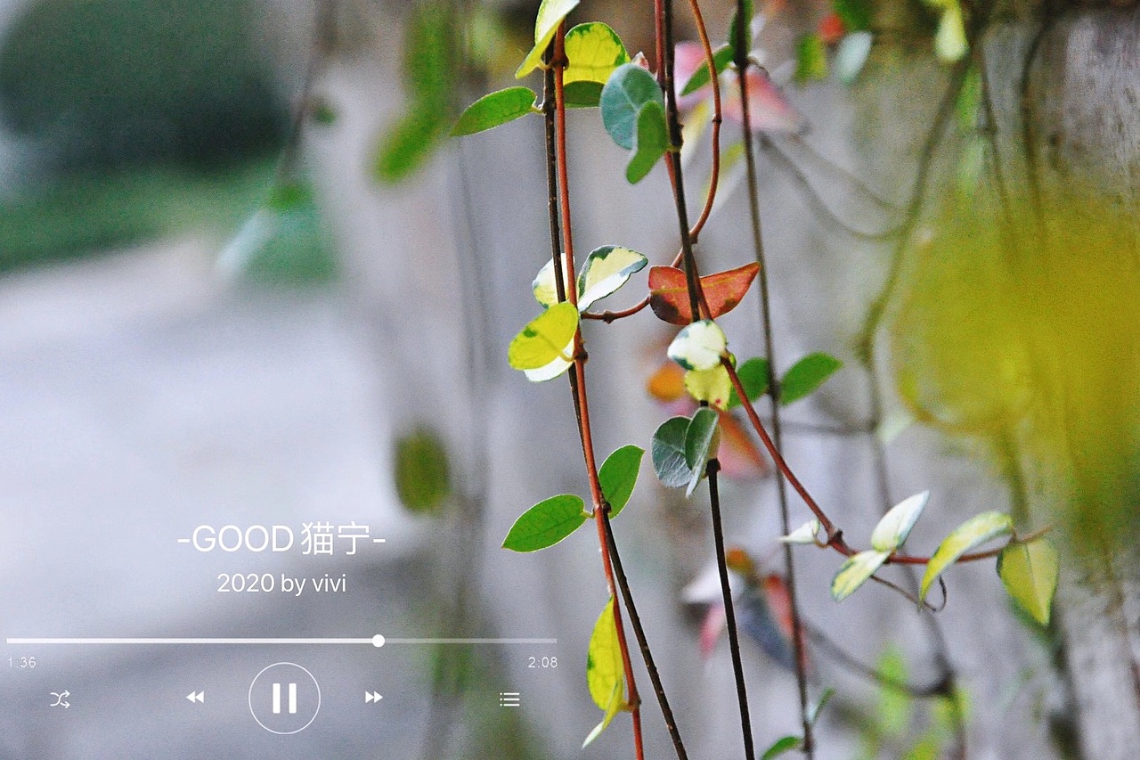 摄影作品4-花草/雨露