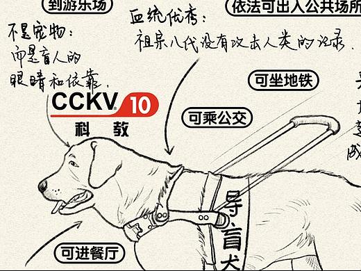 《导盲犬》公益广告 CCKV®️周刊 No.46
