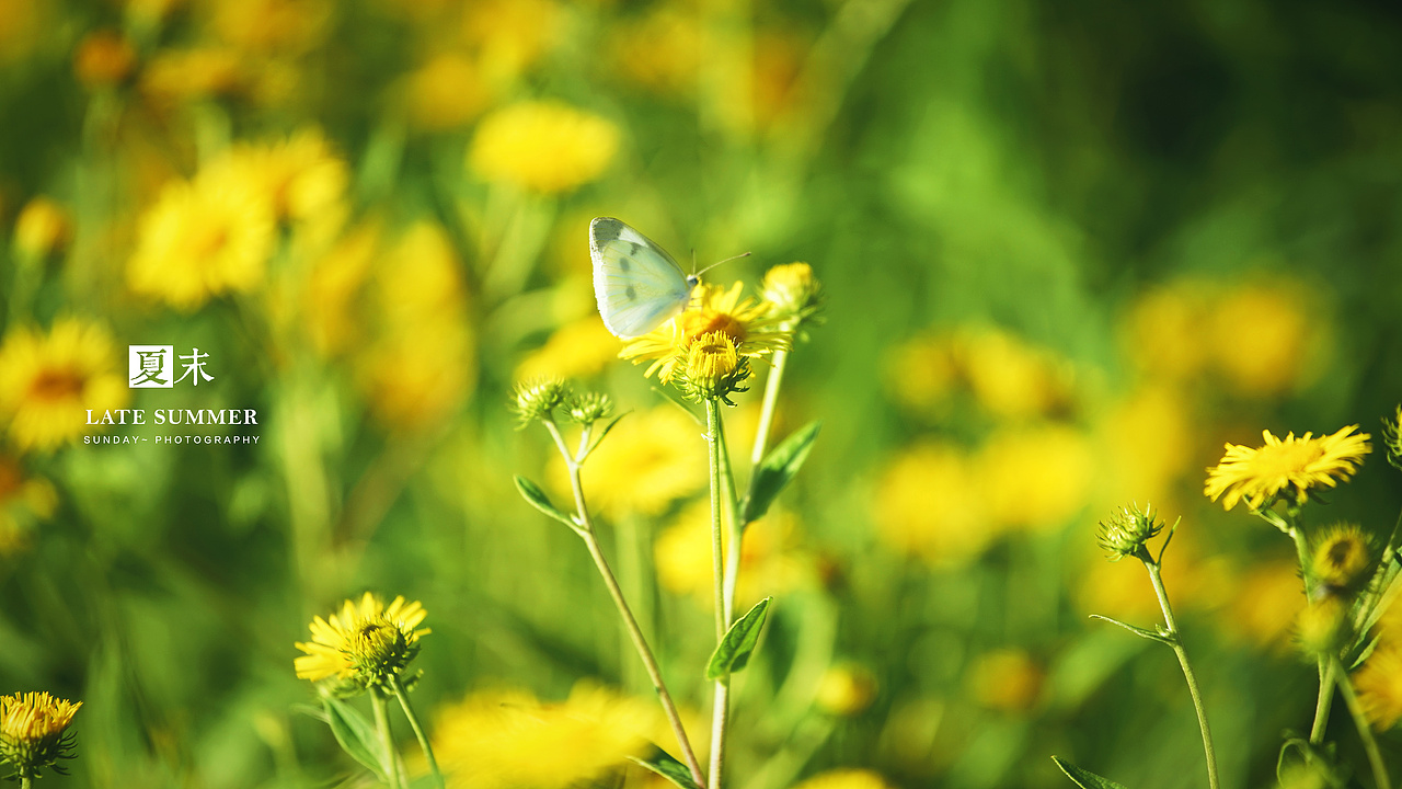 夏末秋初，荷塘印象（图ZODgwMzY1MzY=） - 风光摄影 - 站酷设计师sunday00love原创素材 - 站酷ZCOOL